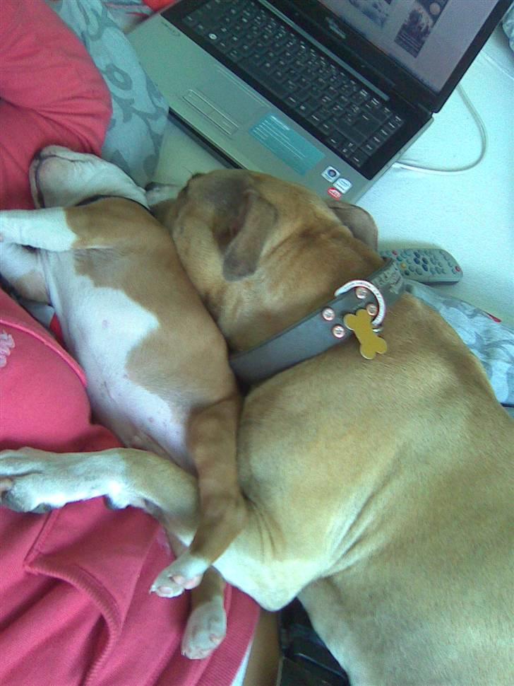 Amerikansk staffordshire terrier Hera billede 3