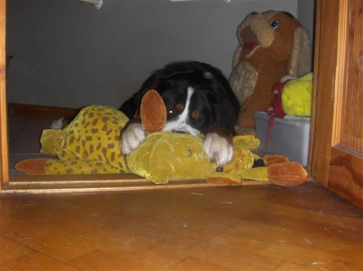 Berner sennenhund Basse H billede 5