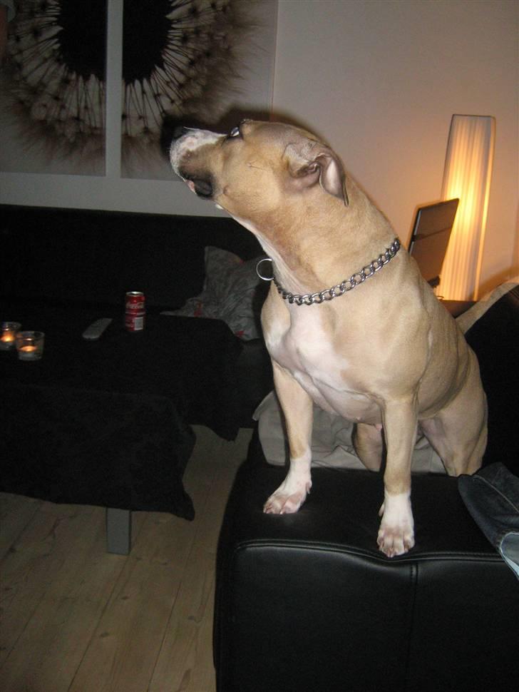 Amerikansk staffordshire terrier Hera billede 4
