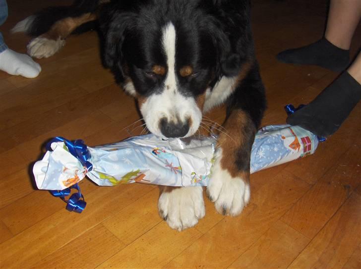 Berner sennenhund Basse H - Basse pakker sin julegave op, fra ole og rikke :) billede 6