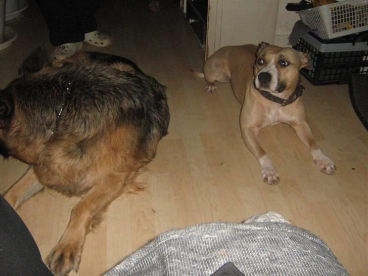 Amerikansk staffordshire terrier Hera billede 5