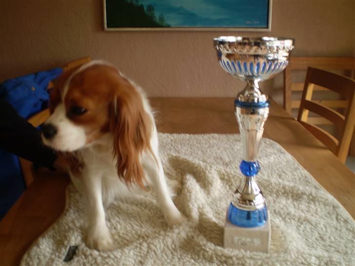 Cavalier king charles spaniel Cavasole's Fie - Fie´s sidste udstilling hvor hun fik sit sidste cert - nu er hun Dansk Champion  billede 1