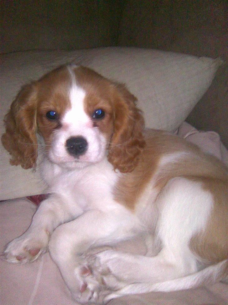 Cavalier king charles spaniel Cavasole's Fie - Fie endelig i afslappende stilling billede 2