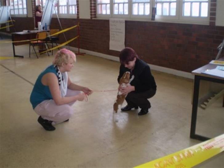 Cavalier king charles spaniel Cavasole's Fie - Fie og Mia bedømmes af den tyske dommer billede 3