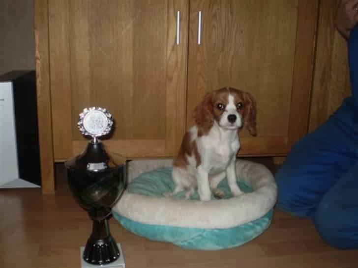 Cavalier king charles spaniel Cavasole's Fie - Fies første pokal billede 4