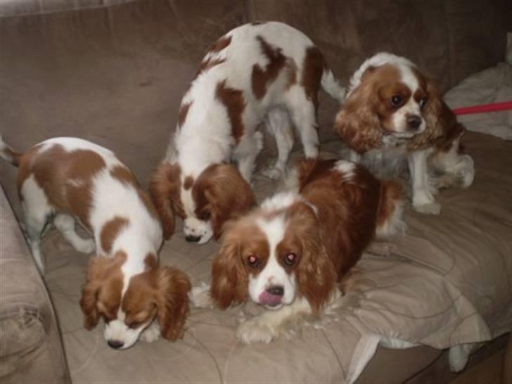 Cavalier king charles spaniel Cavasole's Fie - Trængsel i sofaen billede 5