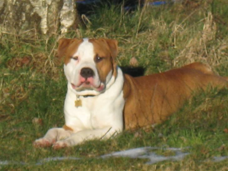 Amerikansk staffordshire terrier Basse <3 †Himmelhund† - Efter en laaaaaang gåtur med mor gider man ik gå ind så man ligger bar i græsset  billede 1