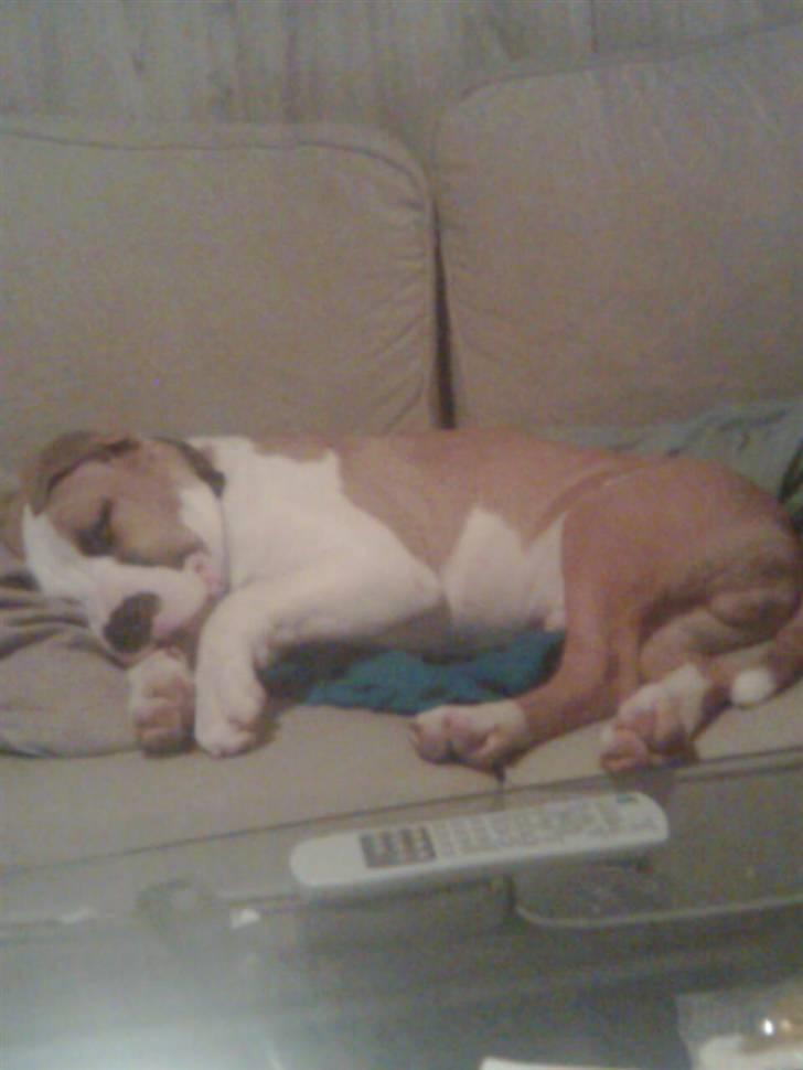 Amerikansk staffordshire terrier Basse <3 †Himmelhund† - Det er hårdt at være hund billede 2