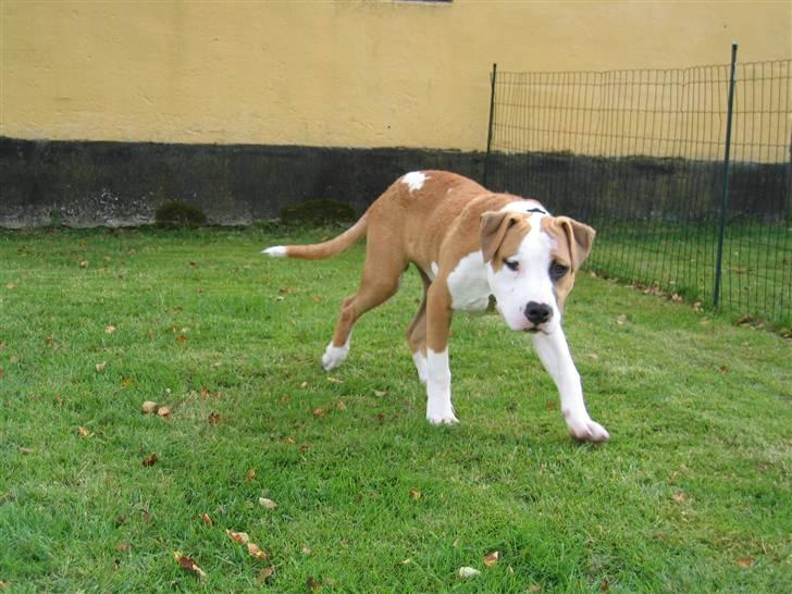 Amerikansk staffordshire terrier Basse <3 †Himmelhund† - Hvis vi er hurtige undgår vi at mor tager billeder.. meen nej.. billede 3