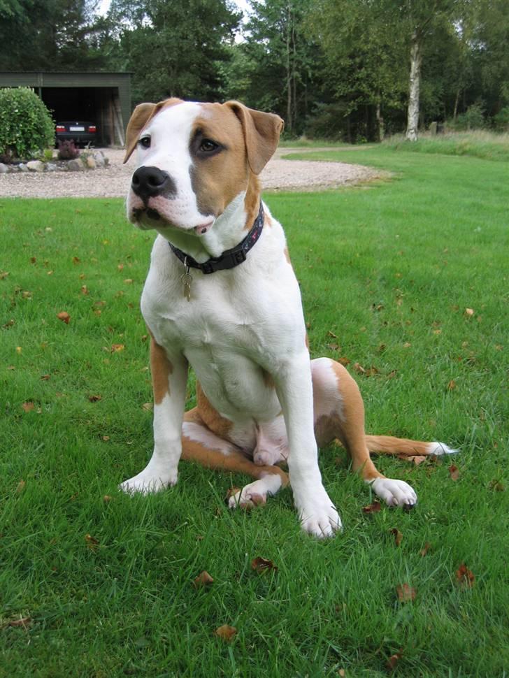 Amerikansk staffordshire terrier Basse <3 †Himmelhund† - Se hvor fin jeg er mor billede 4