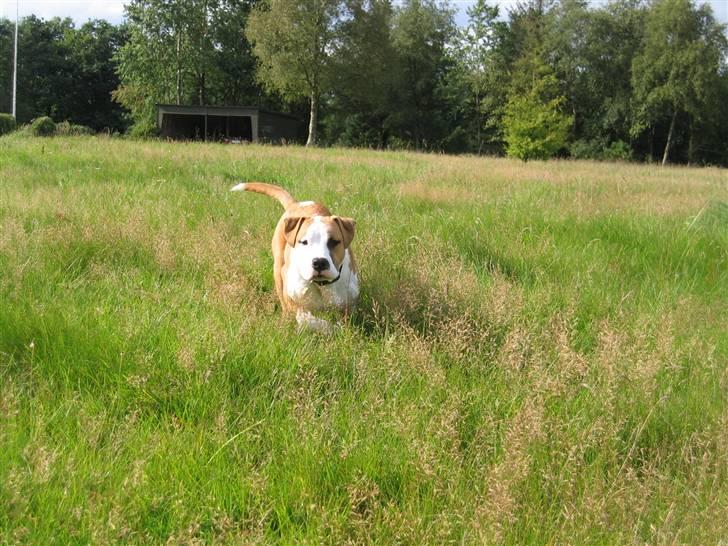 Amerikansk staffordshire terrier Basse <3 †Himmelhund† - Heeej Mooooaaaaarrr...  billede 5