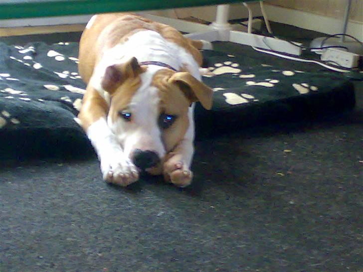 Amerikansk staffordshire terrier Basse <3 †Himmelhund† - Øvøv må heller aldrig noget nå billede 6