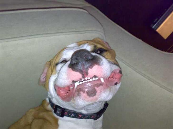 Amerikansk staffordshire terrier Basse <3 †Himmelhund† - Kunne ik lade være med at tage dette billede på hovedet mens han sov :P billede 7