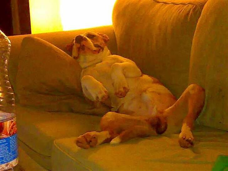 Amerikansk staffordshire terrier Basse <3 †Himmelhund† - Det er sådan en rigtig mand ligger og ser film :P billede 8