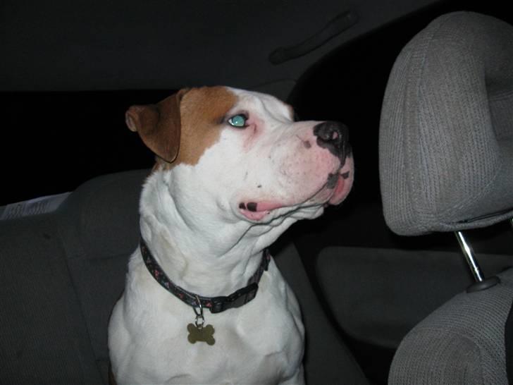 Amerikansk staffordshire terrier Basse <3 †Himmelhund† - Basse køre bil billede 9