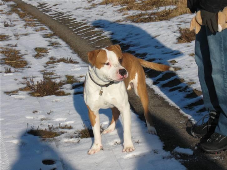 Amerikansk staffordshire terrier Basse <3 †Himmelhund† - Model basse :P hehe godt man er hurtig til at tage billeder billede 10