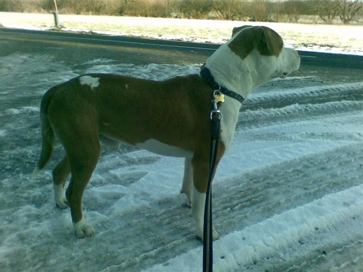 Amerikansk staffordshire terrier Basse <3 †Himmelhund† - Basse ventede pænt på bussen  billede 11