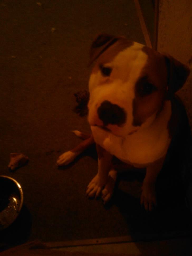 Amerikansk staffordshire terrier Basse <3 †Himmelhund† - Se hvor sød jeg er billede 12