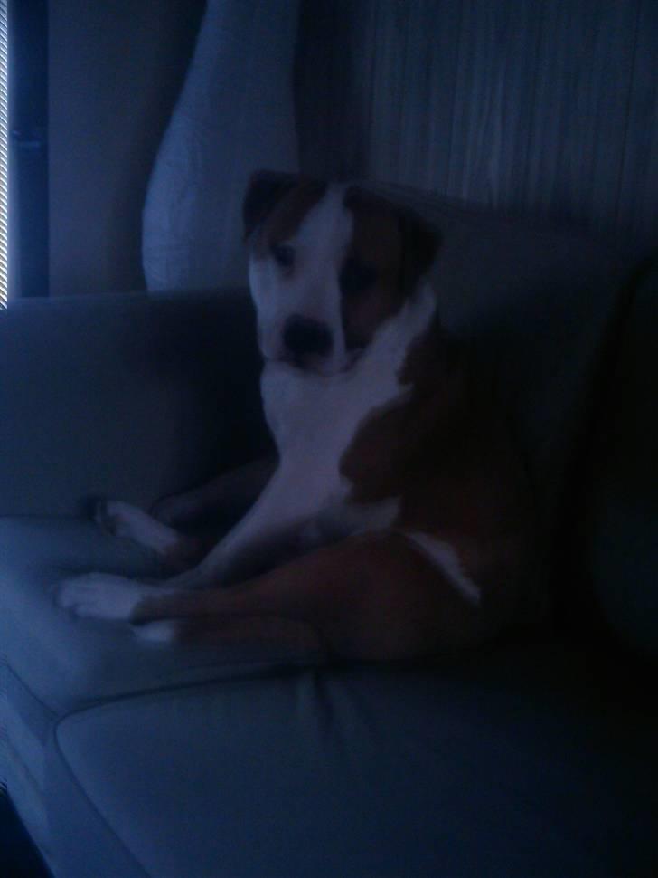 Amerikansk staffordshire terrier Basse <3 †Himmelhund† - Fatter ik hvordan han ka sidde sådan men han sad åbenbart godt billede 13
