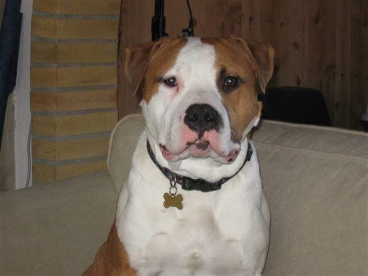 Amerikansk staffordshire terrier Basse <3 †Himmelhund† - Jeg er konge over sofaen :P  Bare så du ved det billede 14