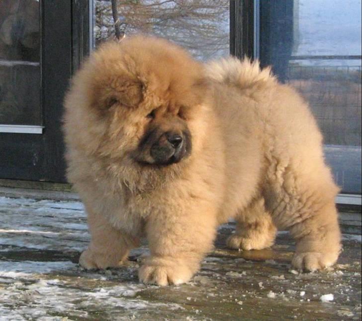 Chow chow Stagebo's X-Factor(Magnus - Magnus 10 uger gammel billede 1