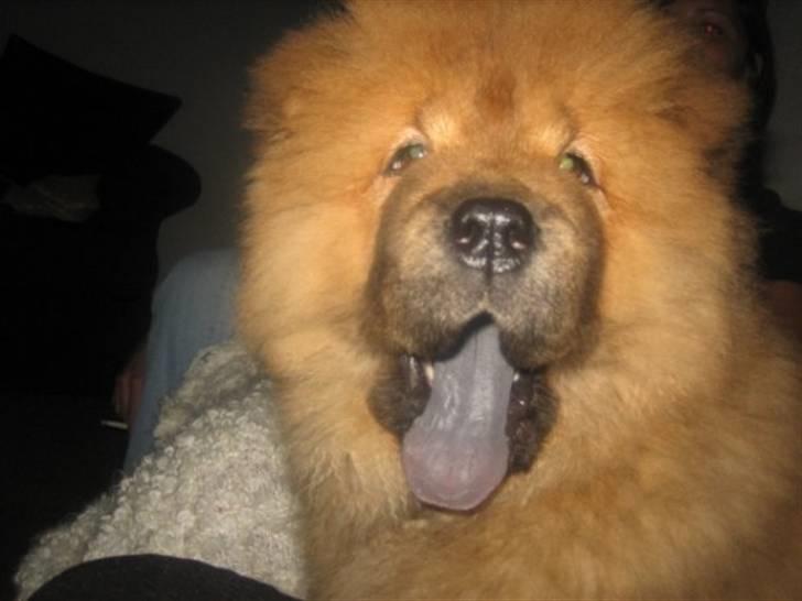 Chow chow Stagebo's X-Factor(Magnus - "Se min fine blå tunge" billede 2