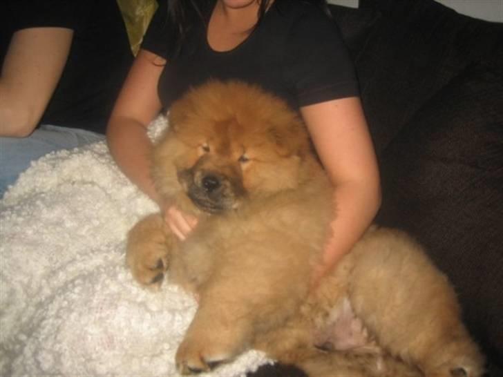 Chow chow Stagebo's X-Factor(Magnus - Det er dejligt at putte sådan hos mor :) billede 4