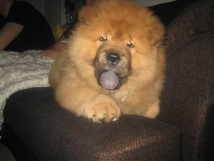 Chow chow Stagebo's X-Factor(Magnus - Magnus, 14 uger gammel.  billede 5