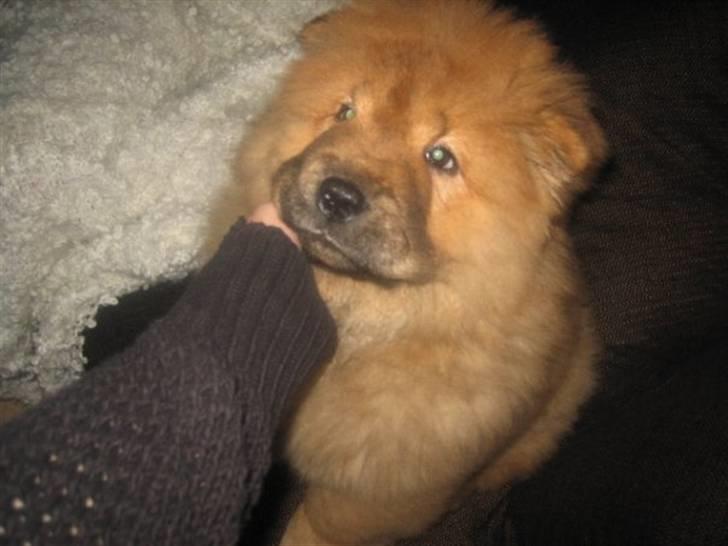 Chow chow Stagebo's X-Factor(Magnus - Han er rigtig mors lille baby :) billede 7