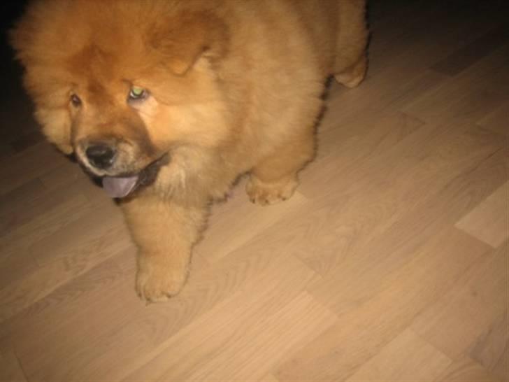 Chow chow Stagebo's X-Factor(Magnus - hehe, ja det er svært at få ham til at stå stille ! billede 8