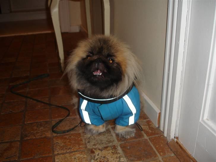 Pekingeser "Mo-Li-Shou" - Nu med regnjakke. Efteråret 07. billede 9