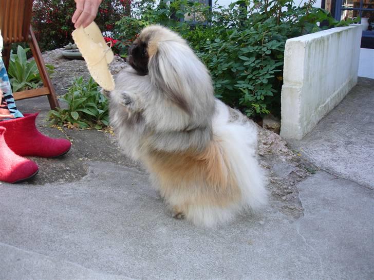 Pekingeser "Mo-Li-Shou" - Nu også på "kun" 2 ben. billede 10