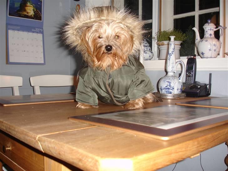 Yorkshire terrier "Nova" - Iklædt vinterfrakke med hætte. Febr. 09 billede 10