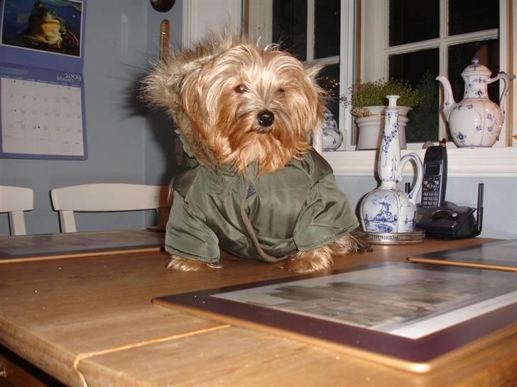 Yorkshire terrier "Nova" - Her uden hætte. Hvad klæ´r mig bedst??? billede 11