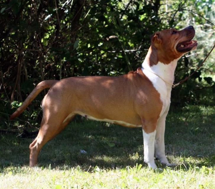 Amerikansk staffordshire terrier KWV's Shining Glory billede 6