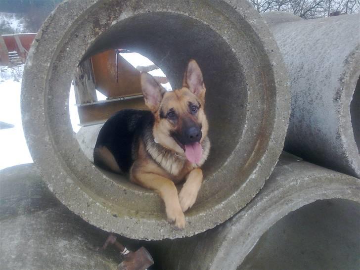 Schæferhund Neela *Himmelhund* - Taget ude på øvelsesbanen, hvor vi trænede noget rondering og spor! billede 13