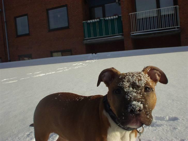 Amerikansk staffordshire terrier Amanda *Bobby sue* - Moar `s sne kriger billede 16