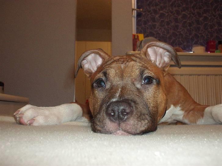 Amerikansk staffordshire terrier Amanda *Bobby sue* billede 17