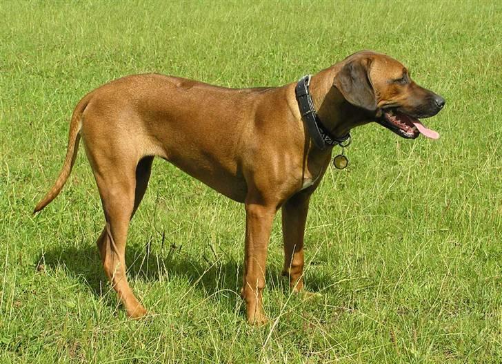 Rhodesian ridgeback Kuzonga's Eunike - R.I.P. billede 2