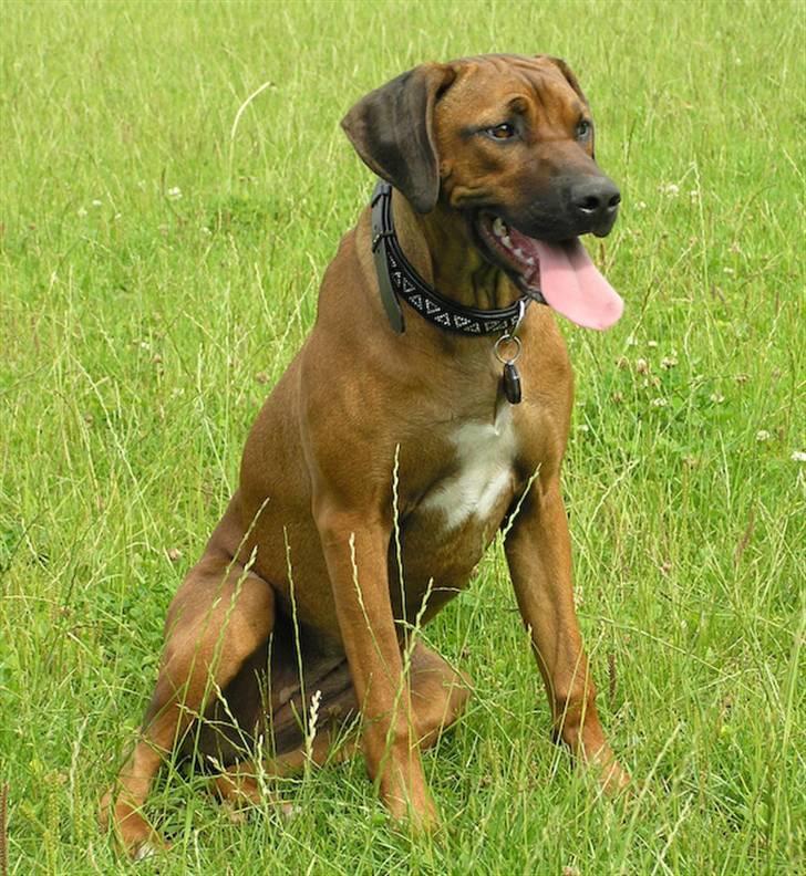 Rhodesian ridgeback Kuzonga's Eunike - R.I.P. billede 3