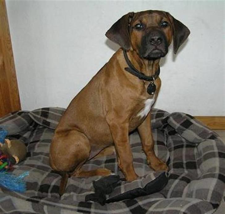 Rhodesian ridgeback Kuzonga's Eunike - R.I.P. billede 4