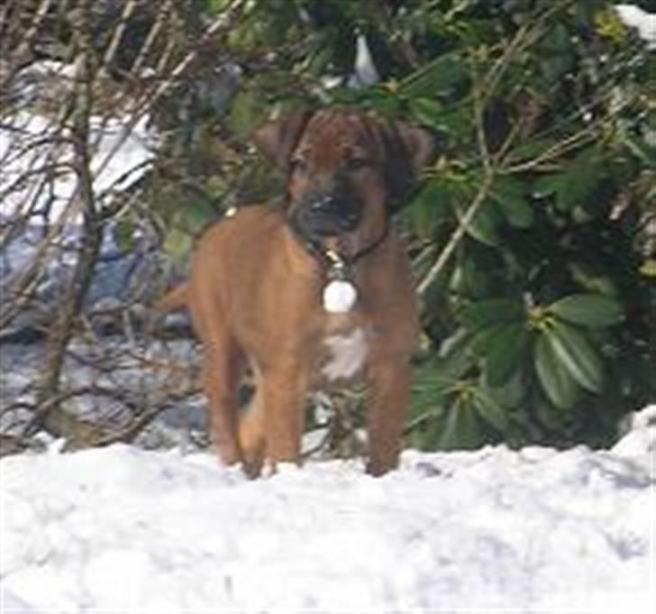 Rhodesian ridgeback Kuzonga's Eunike - R.I.P. billede 5