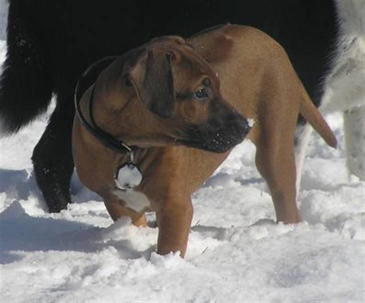 Rhodesian ridgeback Kuzonga's Eunike - R.I.P. billede 6