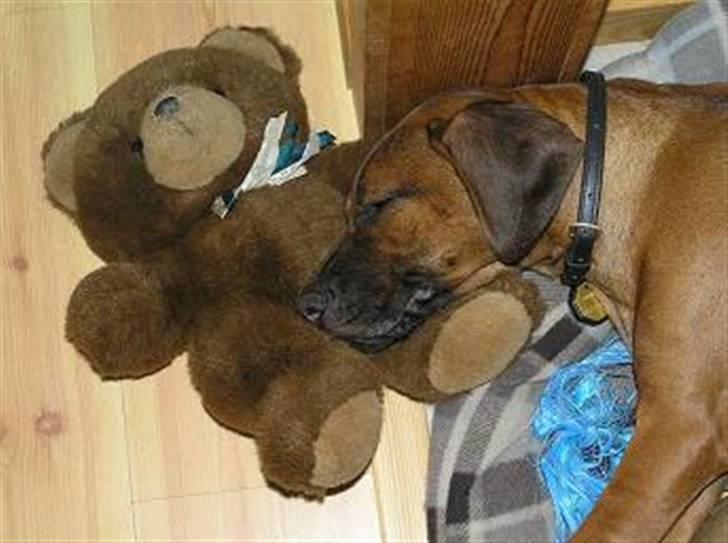 Rhodesian ridgeback Kuzonga's Eunike - R.I.P. billede 7