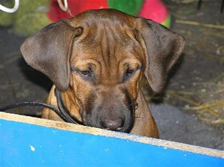 Rhodesian ridgeback Kuzonga's Eunike - R.I.P. billede 8