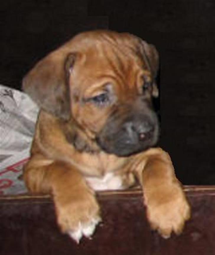 Rhodesian ridgeback Kuzonga's Eunike - R.I.P. billede 9