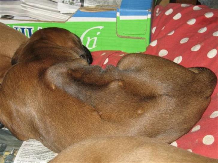 Rhodesian ridgeback Kuzonga's Eunike - R.I.P. billede 10