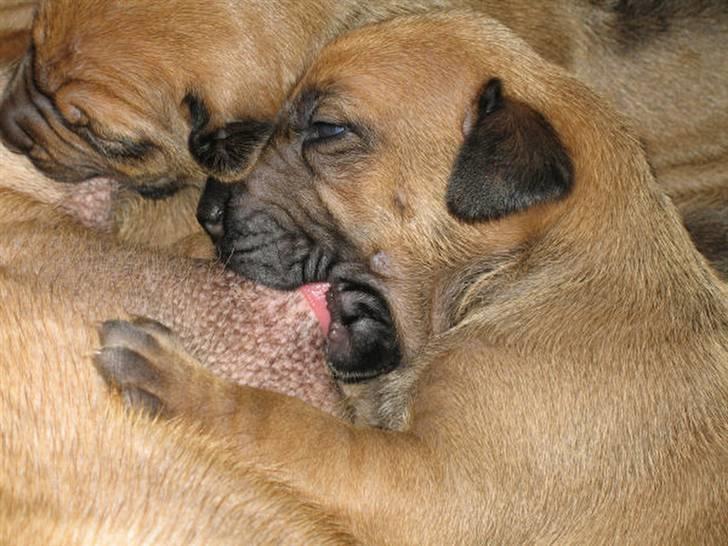 Rhodesian ridgeback Kuzonga's Eunike - R.I.P. billede 11