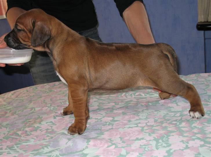 Rhodesian ridgeback Kuzonga's Eunike - R.I.P. billede 12