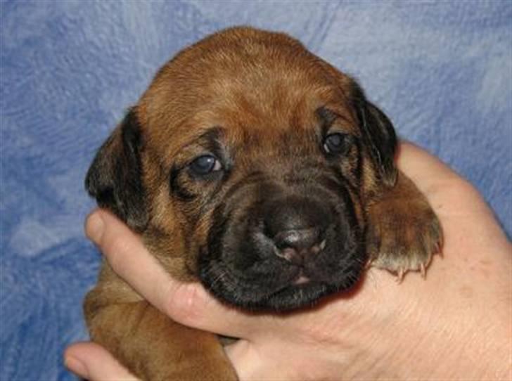 Rhodesian ridgeback Kuzonga's Eunike - R.I.P. billede 13